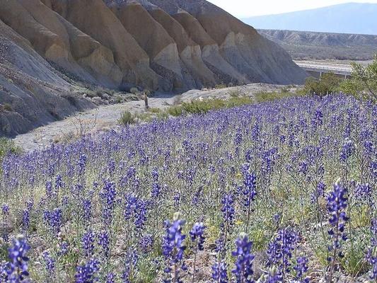 Bluebonnets in bloom, Big Bend Nat&;l Park, TX, Spring