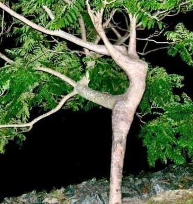 Dendrophilia
