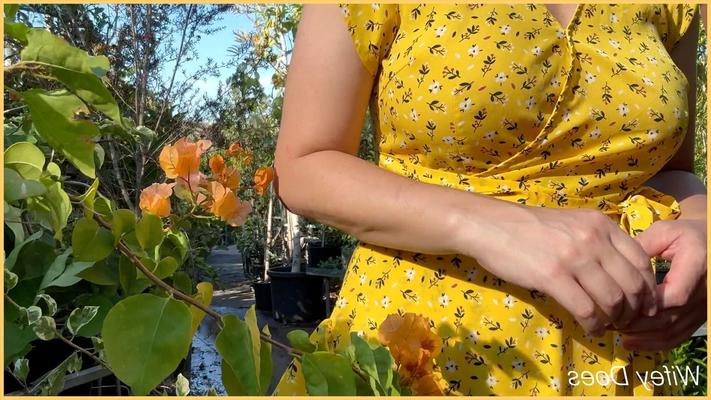 妻の夏の黄色いドレスを公にしてノーブラ - 12 写真