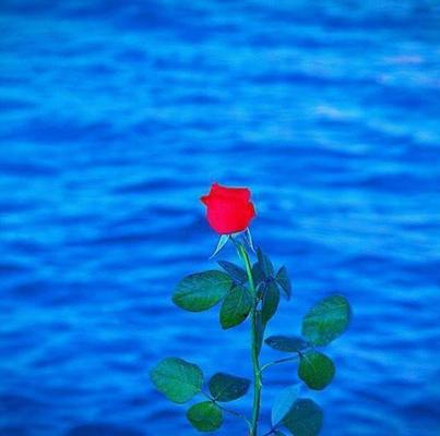 Love, Nature and Flowers.