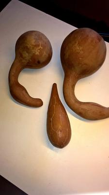 Ass toys   Kont speeltjes.