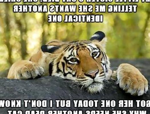 Just for lulz