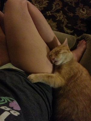 purrfection