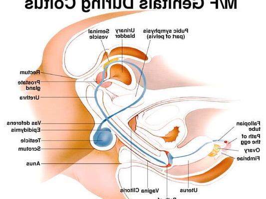 gyno mix