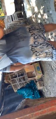 Culona gorda
