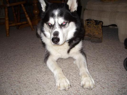 13P Nature pictures and some of my Husky