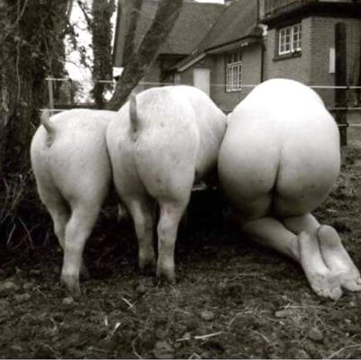 7P MASTER'S PIG AND COW SLUT