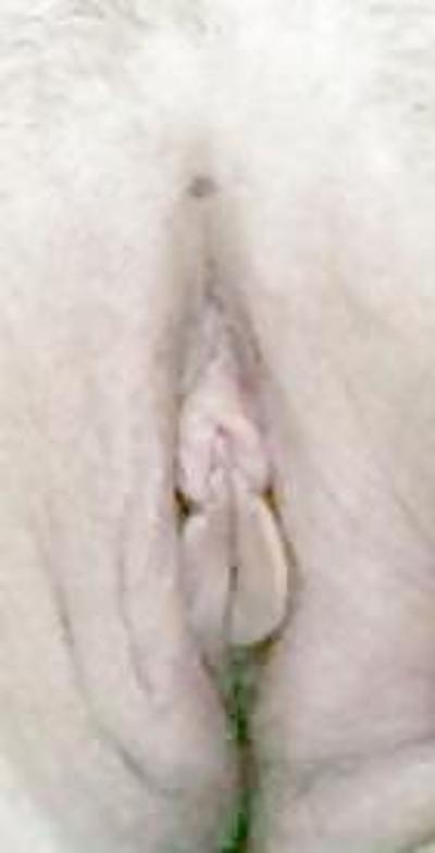11P Chatte dans la nature