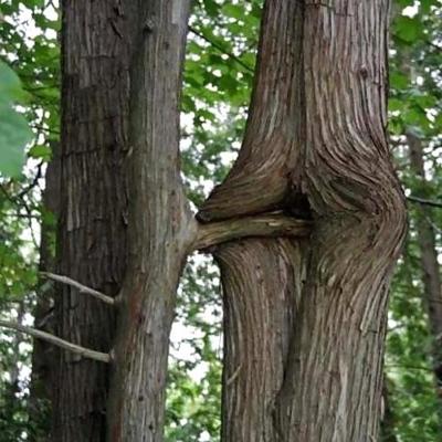 5P Erotic Trees