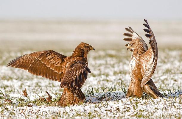 5P Nature's beauties