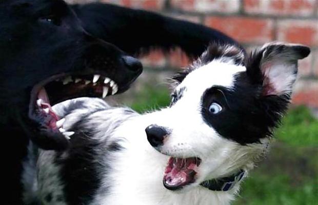 12P 動物たちとの楽しい写真