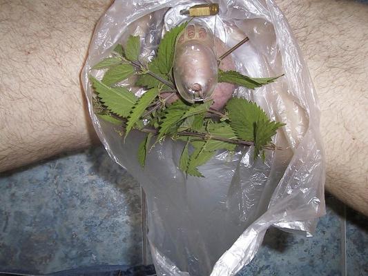6P Greg experiencing harsh BDSM in chastity