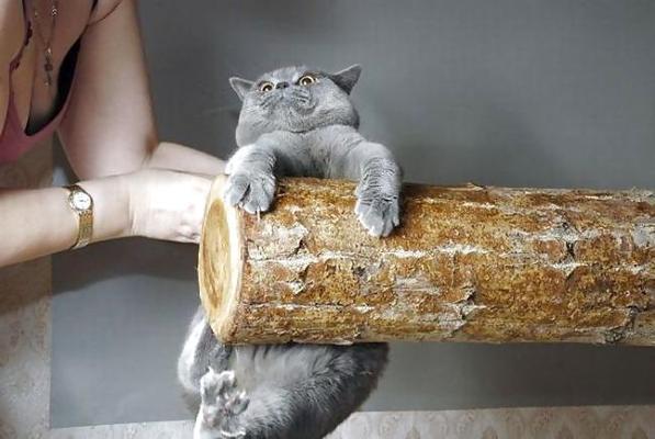 17P Fun Pictures with Animals 2