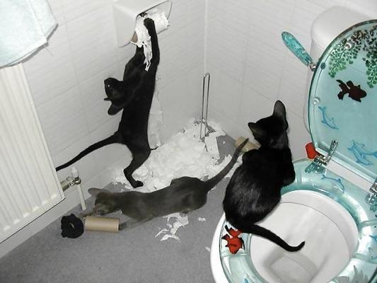 12P FELINES & CANINES  NON-PORN