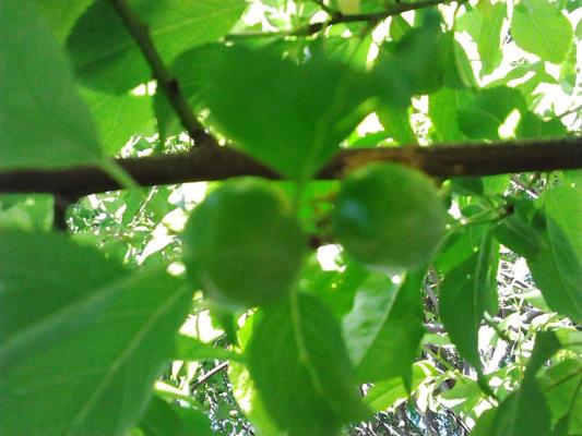 6P After flowering, are fruits, in my garden frutas del jardin