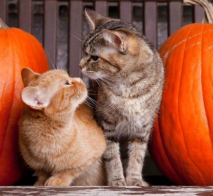 10P ハッピーハロウィン!!
