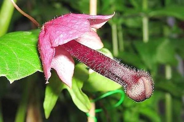 20P Erotic flowers(labia&cock)