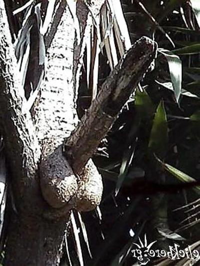 10P Die Natur spricht über Sex