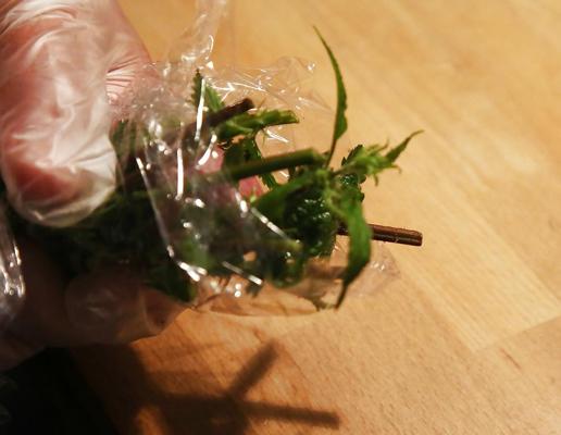 11P Wrapping nettles round cock with cling film