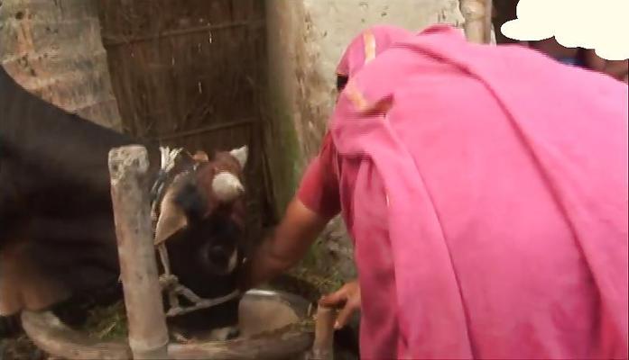 6P Femme rurale bangladaise se penchant