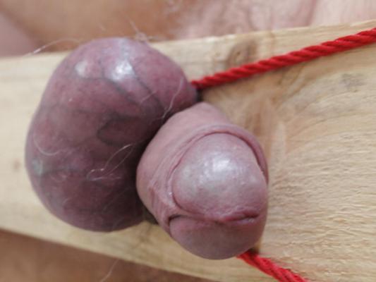7P Small cock on a board 1