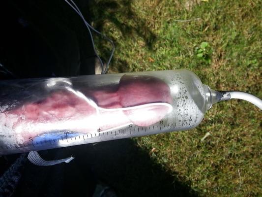 16P Fresh meat on the farm