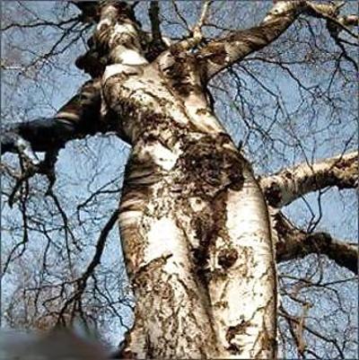 6P La nature aime le sexe