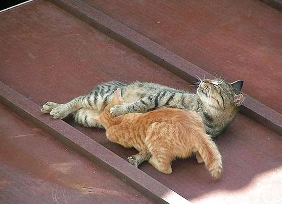 25P Kitty Porn: мужчина обвинил кота в скачивании фотографий