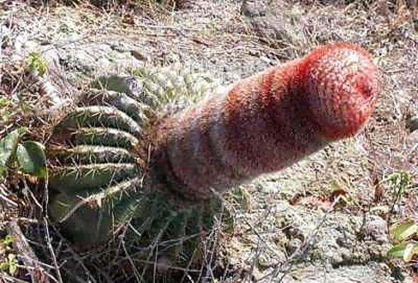 20P Nature with sex