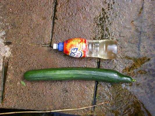9P Outdoor cucumber