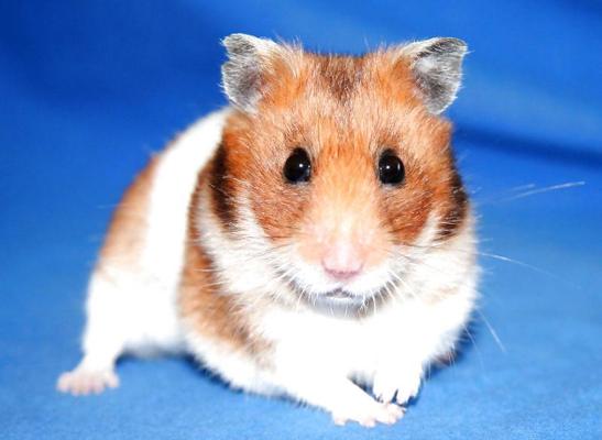 18P Hamster-Club