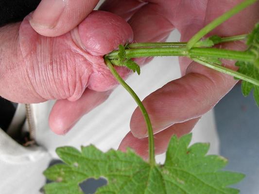 4P Cbt nettles