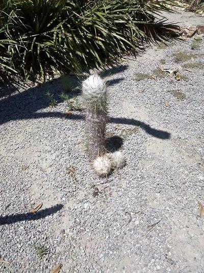 13P Versehentlicher Penis