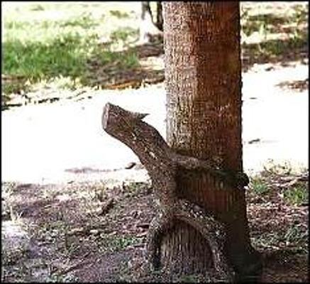 7P Sex in nature