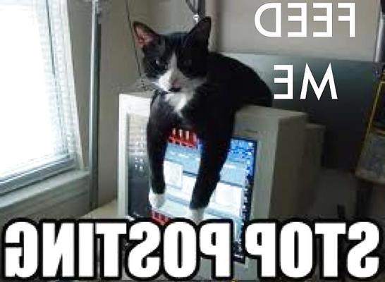 13P Chats drôles