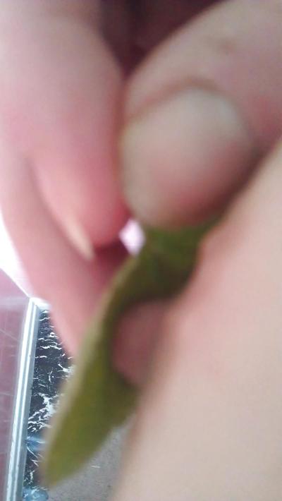 6P Nettle punishment