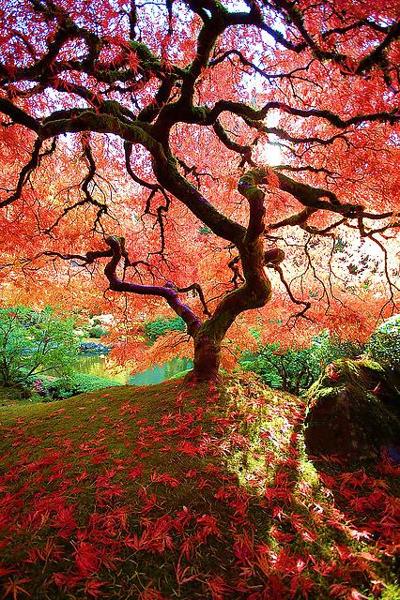 7P Nature's music
